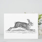 Hare Bunny Rabbit 1800s Illustratie (Staand voorkant)