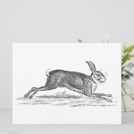  Hare Bunny Rabbit 1800s Illustratie (Staand voorkant)