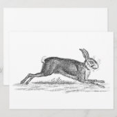 Hare Bunny Rabbit 1800s Illustratie (Voorkant / Achterkant)