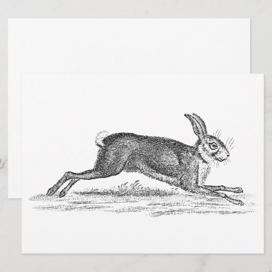 Hare Bunny Rabbit 1800s Illustratie (Voorkant / Achterkant)