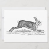  Hare Bunny Rabbit 1800s Illustratie (Voorkant)