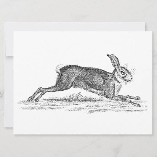 Hare Bunny Rabbit 1800s Illustratie (Voorkant)