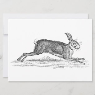  Hare Bunny Rabbit 1800s Illustratie