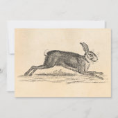  Hare Bunny Rabbit 1800s Illustratie (Voorkant)