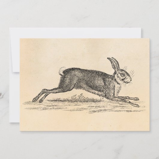 Hare Bunny Rabbit 1800s Illustratie (Voorkant)