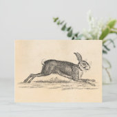 Hare Bunny Rabbit 1800s Illustratie (Staand voorkant)