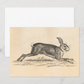 Hare Bunny Rabbit 1800s Illustratie (Voorkant / Achterkant)