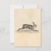  Hare Bunny Rabbit 1800s Illustratie (Voorkant)