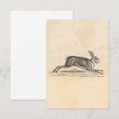  Hare Bunny Rabbit 1800s Illustratie (Voorkant / Achterkant)