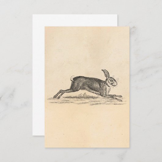 Hare Bunny Rabbit 1800s Illustratie (Voorkant / Achterkant)