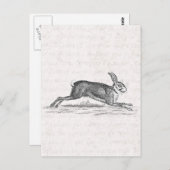 Hare Bunny Rabbit 1800s Illustratie Briefkaart (Voorkant / Achterkant)