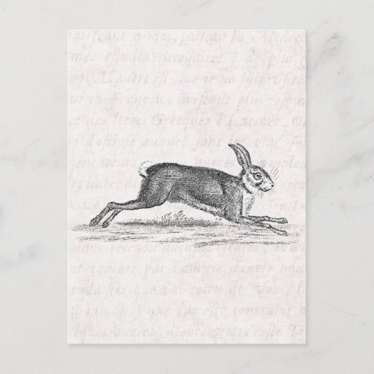Hare Bunny Rabbit 1800s Illustratie Briefkaart (Voorkant)