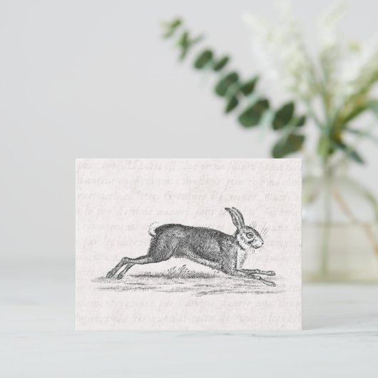  Hare Bunny Rabbit 1800s Illustratie Briefkaart (Staand voorkant)