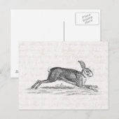  Hare Bunny Rabbit 1800s Illustratie Briefkaart (Voorkant / Achterkant)