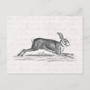 Hare Bunny Rabbit 1800s Illustratie Briefkaart