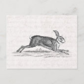  Hare Bunny Rabbit 1800s Illustratie Briefkaart (Voorkant)