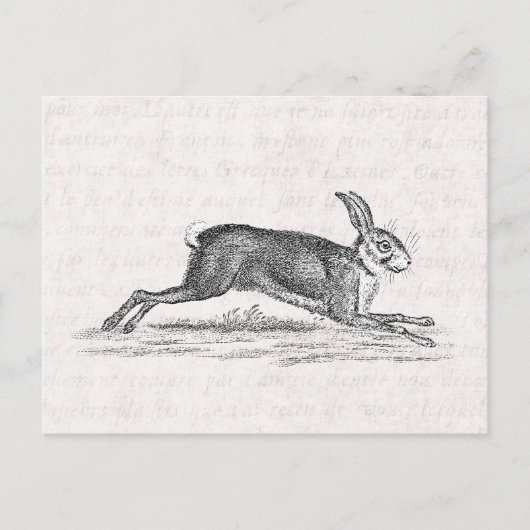  Hare Bunny Rabbit 1800s Illustratie Briefkaart (Voorkant)