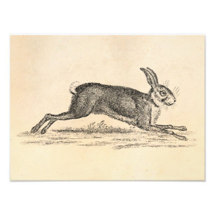  Hare Bunny Rabbit 1800s Illustratie Foto Afdruk