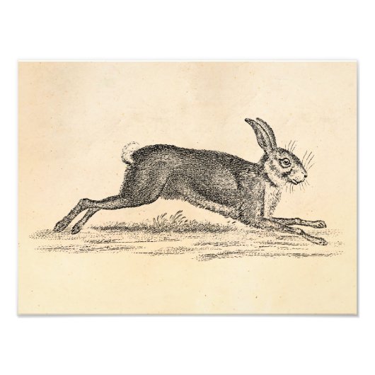 Hare Bunny Rabbit 1800s Illustratie Foto Afdruk (Voorkant)