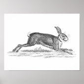  Hare Bunny Rabbit 1800s Illustratie Poster (Voorkant)