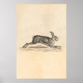  Hare Bunny Rabbit 1800s Illustratie Poster (Voorkant)