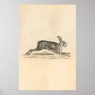  Hare Bunny Rabbit 1800s Illustratie Poster