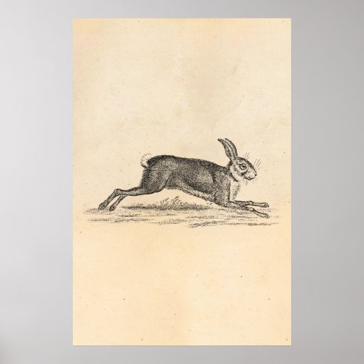 Hare Bunny Rabbit 1800s Illustratie Poster (Voorkant)