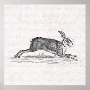 Hare Bunny Rabbit 1800s Illustratie Poster