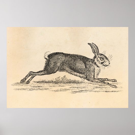  Hare Bunny Rabbit 1800s Illustratie Poster (Voorkant)