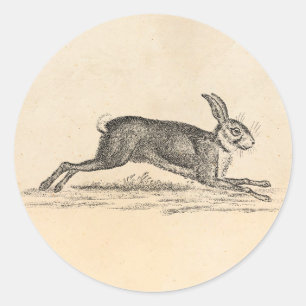 Hare Bunny Rabbit 1800s Illustratie Ronde Sticker