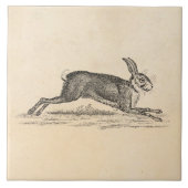  Hare Bunny Rabbit 1800s Illustratie Tegeltje (Voorkant)