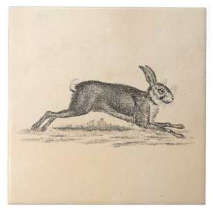  Hare Bunny Rabbit 1800s Illustratie Tegeltje