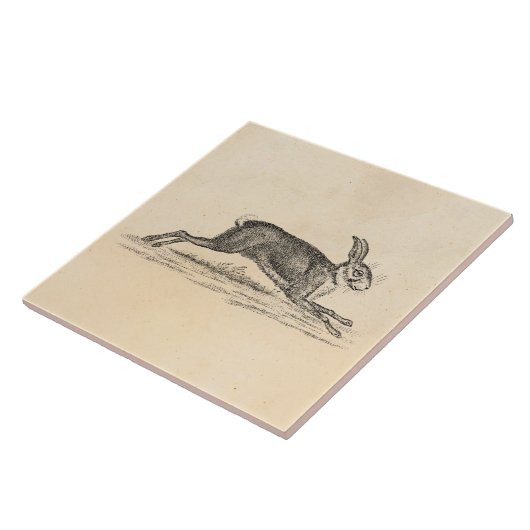 Hare Bunny Rabbit 1800s Illustratie Tegeltje (Zijkant)