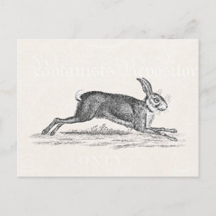  Hare Bunny Rabbit Illustratie - Konijnen Briefkaart