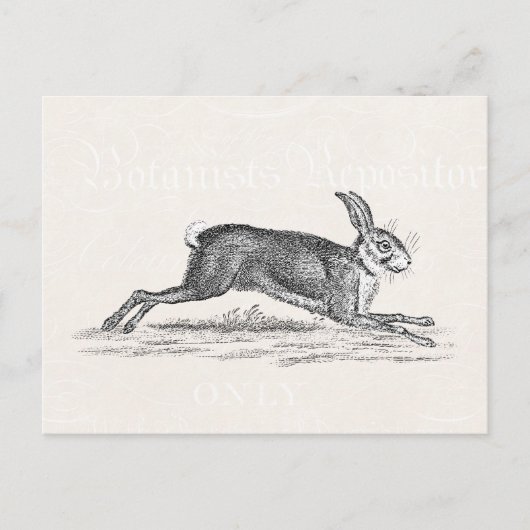  Hare Bunny Rabbit Illustratie - Konijnen Briefkaart (Voorkant)