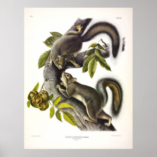 Hare eekhoorn of Westerne grijze eekhoorn met Audu Poster