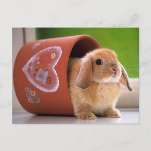 Hare in de Bloempot Briefkaart (Voorkant)