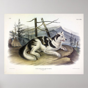 Hare-Indian Dog (Mackenzie River Dog) door Audubon Poster