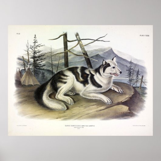 Hare-Indian Dog (Mackenzie River Dog) door Audubon Poster (Voorkant)