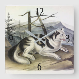 Hare-Indian Dog (Mackenzie River Dog) door Audubon Vierkante Klok