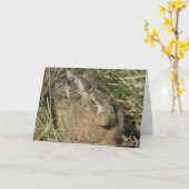 Hare Kaart (Gele Bloem)