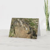 Hare Kaart (Voorkant)
