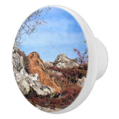 HARE KERAMISCHE KNOP (Rechts)