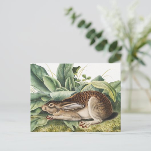 Hare konijn met zwarte staart (Lepus negricaudatus Briefkaart (Staand voorkant)