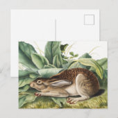 Hare konijn met zwarte staart (Lepus negricaudatus Briefkaart (Voorkant / Achterkant)
