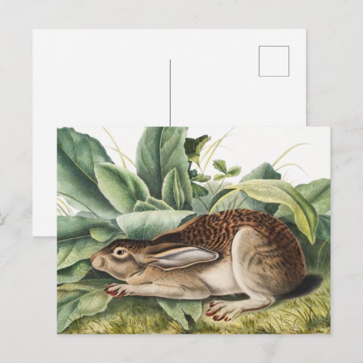 Hare konijn met zwarte staart (Lepus negricaudatus Briefkaart (Voorkant / Achterkant)