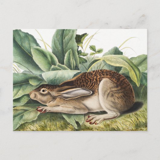 Hare konijn met zwarte staart (Lepus negricaudatus Briefkaart (Voorkant)