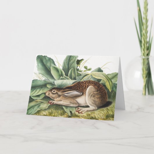 Hare konijn met zwarte staart (Lepus negricaudatus Kaart (Voorkant)