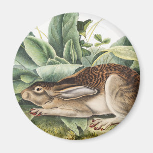 Hare konijn met zwarte staart (Lepus negricaudatus Magneet