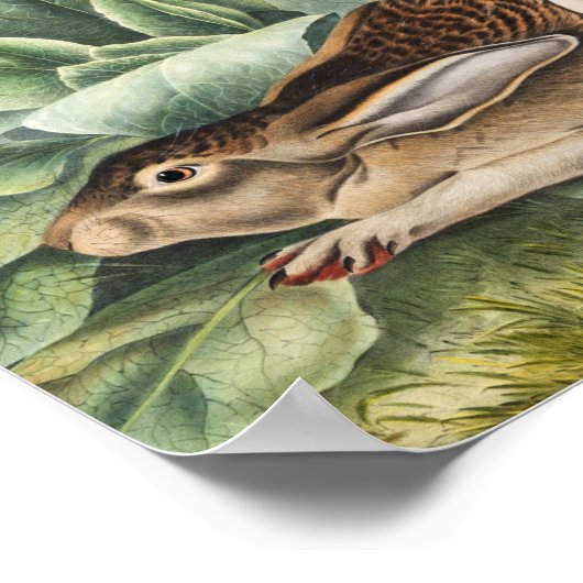 Hare konijn met zwarte staart (Lepus negricaudatus Poster (Hoek)